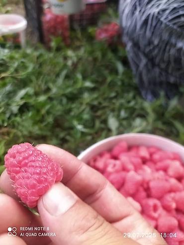 Фрукты и ягоды: Саженцы малины мапема полонез принимаю заказы на саженцы Малина — 10