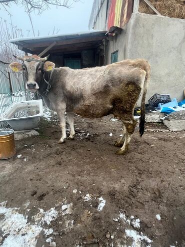 Коровы, быки: Продаю | Корова (самка) | Для молока | Привязанные — 4