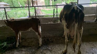 корова телка: Продаю | Корова (самка), Тёлка, Музоо, торпок | Для молока | Не стельные