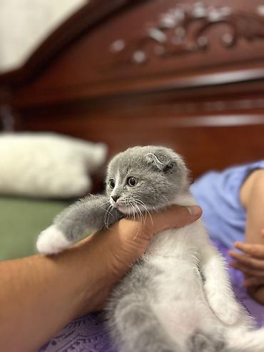 большая клетка для кролика: Шотландская вислоухая, Самец, Самовывоз — 1