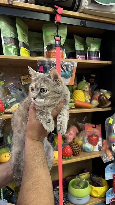 бенгальская кошка: Кошка даром: Беспородная, 1 год, Девочка, Кастрирована, Приучена к лотку, Проглистована — 4