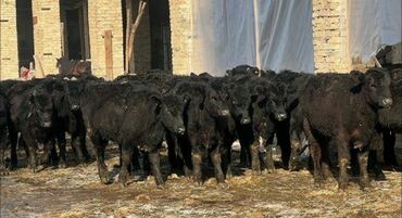 дойныйе коровы: Сатам | Кунаажын, Музоо, Уй (ургаачы) | Ангус, Герефорд, Абердин-ангус