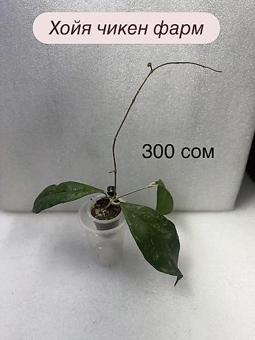Хойи: Хойя (Hoya) Nui 400 сом( Хойя чикен фарм -300 сом Хойя Сильвер — 19