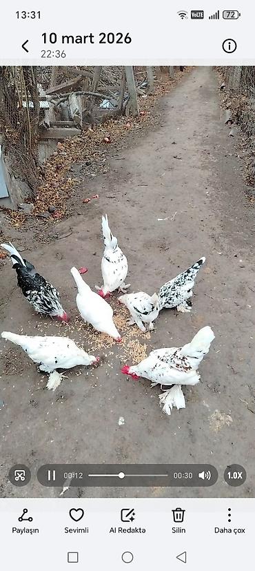 Toyuqlar: Toyuq, Damazlıq — 5