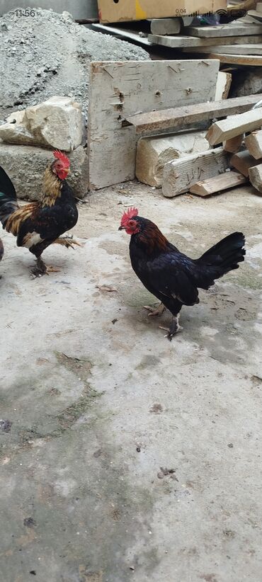 Toyuqlar: Toyuq, Damazlıq, Ünvandan götürmə — 12