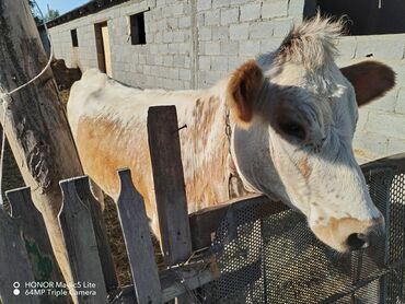 продажа домашних животных: Срочно 1 гунажын 2 эгиз музоо 2жашар тай сатылат причини сатыш