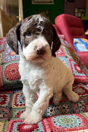 Psi: Nasa odgajivacnica lagotto romagnolo pasa A GANG OF LAGOTTA FCI 7244 — 21