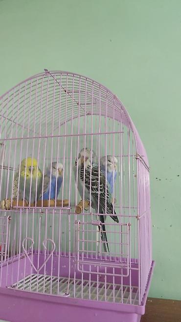 Qəfəslər: Çex balalar 3 ədəd ata anasida məndədir qiymət birinə aiddir.3 nü — 3