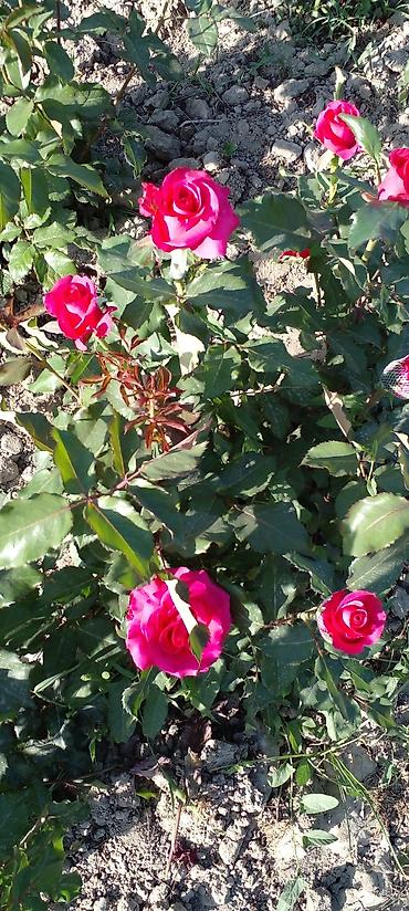 Другие товары для дома: Саженцы роз оптом — 17