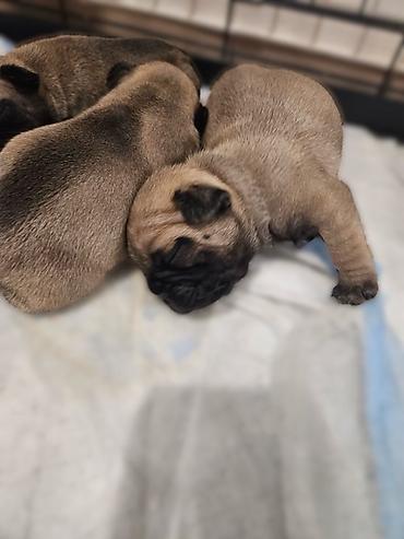 Psi: Štenci – kratkonosa rasa malog rasta (tip buldog/mops). Leglo više — 4