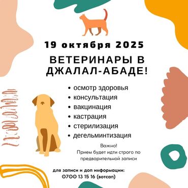 продам сельхоз животных: Ветеринары из Бишкека в Джалал-Абаде. Только один день — 19 октября
