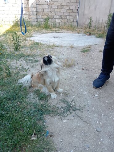 pekines itlər: Пекинес, 2 года, Самка, С прививками, Самовывоз