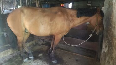 лошадь кыргызстан: Продаю | Конь (самец) | Кара Жорго | Рабочий | Мерин