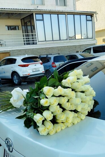 долларовый цветок: Розы, букеты, Бишкек гулдор. Цветы цветочный магазин бишке