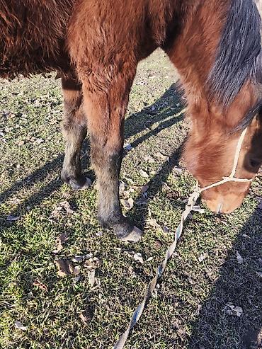 Лошади, кони: Продаю | Кобыла (самка) — 4