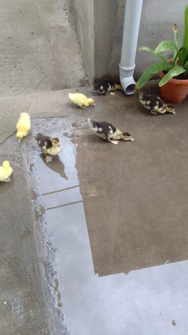 Qazanlar: Lal ördək balaları (indo ducklings) - Cins: Lal - Rənglər: sarı və