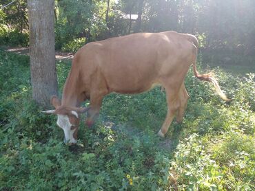 продаю дойных коров: Продаю | Корова (самка) | Алатауская | Для молока | Стельные
