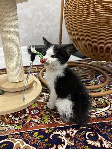 кошка шотландская цена: Найдена : Беспородная, Девочка, Биколор — 1