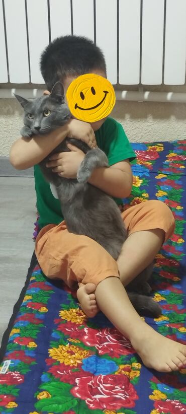 Коты: Продаю русского голубого кота, мальчик 1год. Самый ласковый кот на