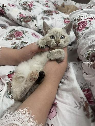 малинкий кошка: Беспородная, 3 месяца, Девочка, Приучена к лотку — 3