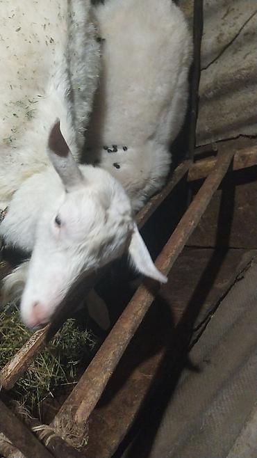 Козы, козлы: Продаю | Коза (самка) | Зааненская | Для разведения — 9