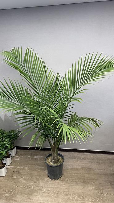 Другие комнатные растения: Комнатные растения в горшках-декоративнолиственные и цветущие виды. В — 14