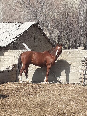 золотая лошадь пластырь бишкек цена: Продаю | Конь (самец) | Полукровка | Конный спорт | Мерин