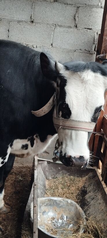 Коровы, быки: Продаю | Тёлка | Голштин, Айрширская | Для молока | Племенные
