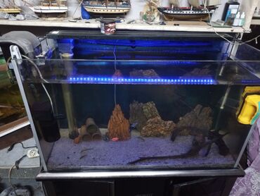 Akvariumlar: Tam avadanlıqlı akvarium seti - Şüşə akvarium, ön tərəfi panoramik — 5