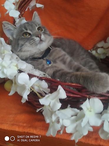 Отдам даром кошку: 3 месяца, Девочка — 2