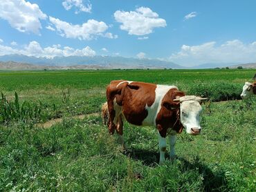 сельскохозяйственные животные продажа: Продаю | Корова (самка), Музоо, торпок | Симментальская, Монбельярд | Для разведения, Для молока | Племенные, Искусственник