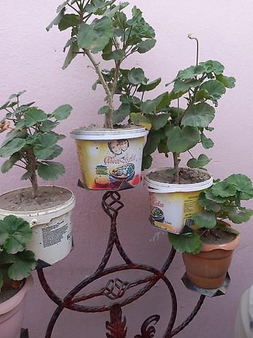 Pelargonium (qızılqol) saksı gülləri və sukkulent - Növ: Pelargonium