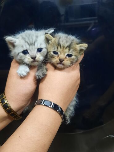 скоттиш страйт котята: Скотиш Страйт (Шотландская прямоухая), 1 месяц, Мальчик, Белый, Приучена к лотку, Проглистована