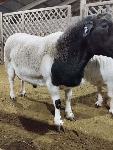 Бараны, овцы: Продаю | Баран (самец) | Для разведения | Племенные — 9