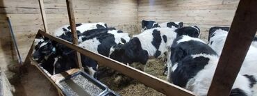 британские плюшевые котята: Сатам | Уй (ургаачы), Бука (эркек), Кунаажын | Аргын, Ангус, Герефорд | Бордоп семиртүү үчүн, Союуга, Көбөйтүү үчүн | Асыл тукумдуу, Жасалма жол менен боозутуу, Бооз