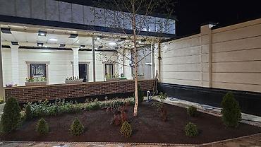 Берёза: Саженцы — 27