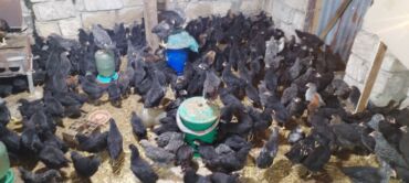 Digər quşlar: Ya Allah. Salam Hər vaxtınız xeyir! 6 Noyabr 2025 ci ildən — 8