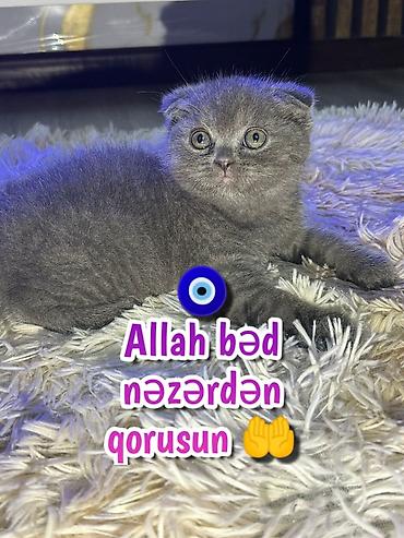 Pişiklər: Şotland — 5