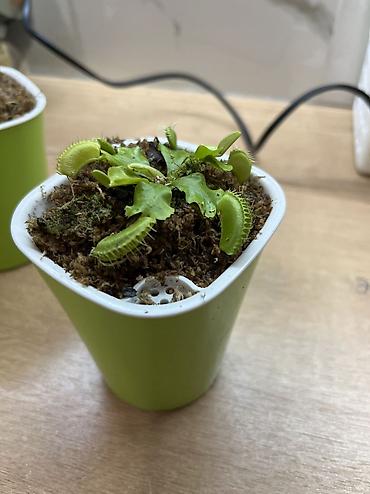 лимон дерева: ПРОДАЁТСЯ ВЕНЕРИНА МУХОЛОВКА! Нахожусь в 5 микрорайоне 🌱 Компактный — 4