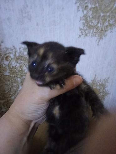 Pişiklər: Erkək, Dişi — 5