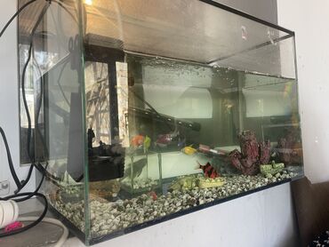 аквариум угловой: Продаю аквариум вместе с рыбками и со всей аппаратурой. Продаем в