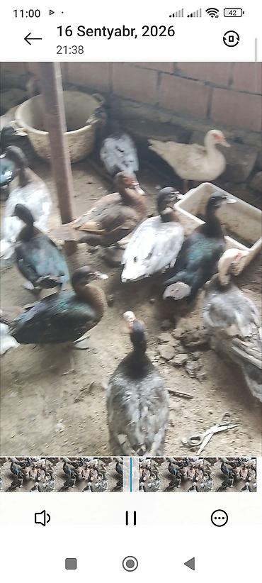 qaz ördey: Cins lal ördəklər satılır — 6