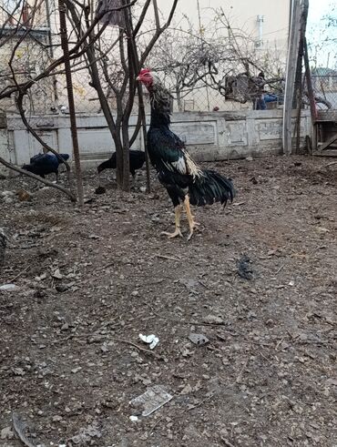 Toyuqlar: Toyuq, Damazlıq, Ödənişli çatdırılma — 3