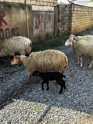 toyuq yem qabı: Salam Aleykum! Allah hamının malına, ruzisinə bərəkət versin! 🤲🐑 🐏 — 10