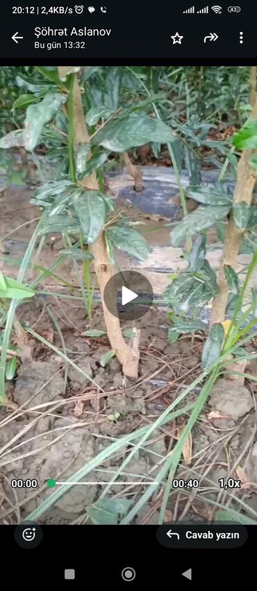 Ağaclar: Salam 4 illik nar tingləri satılır gülövşə sort və donuz burnu — 3