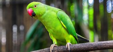 Птицы: Продаю молодого ожерелового попугая вместе с клеткой 10000