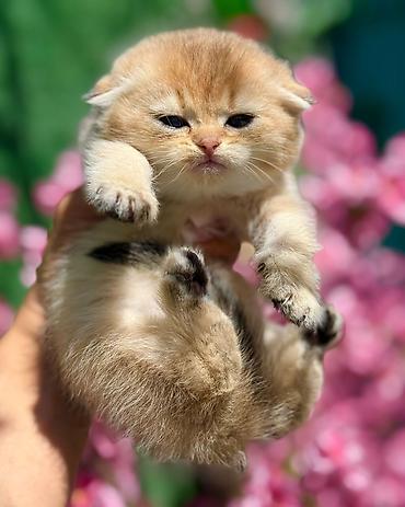 Pişiklər: Britan — 15