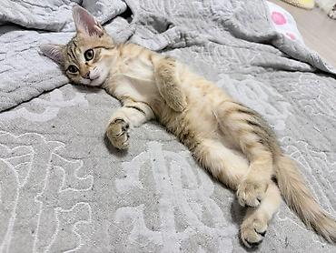 pitomnik temir: Отдадим котенка в хорошие руки🥰 Девочка, очень умная🥰 — 2