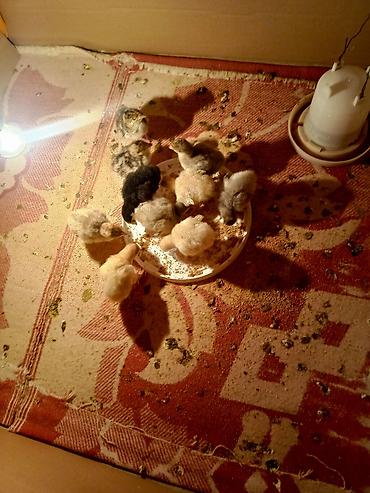 Hinduşka balası 5 günlük ana çıxardıb inkubator deyil. - Şəkillərdə