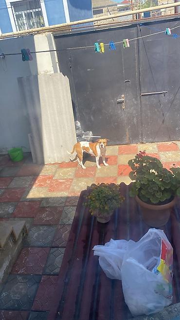 malamut satılır: Pitbul, 1 ay, Peyvəndli — 8
